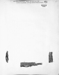 Leptosphaeria errabunda image
